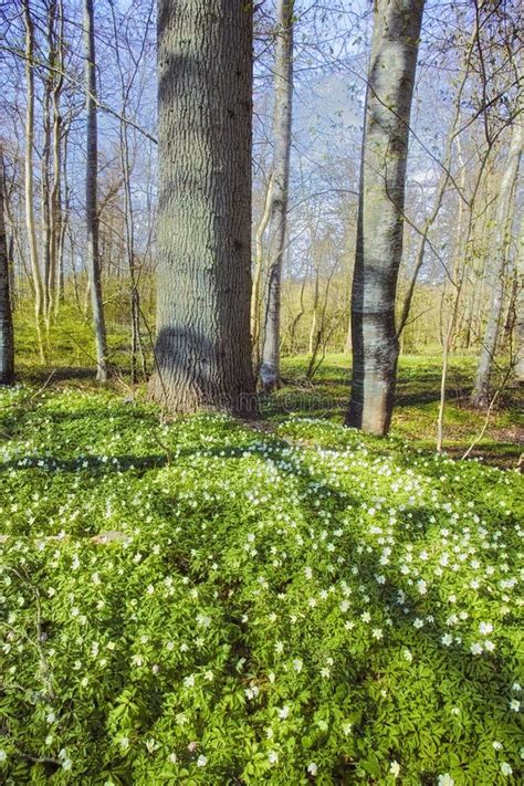 Windflowers Or Flower Carpet In A Wild Forest During Spring Beautiful