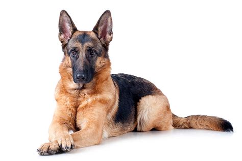 Please note this is an estimate based on typical growth patterns for german shepherd dog puppies. German Shepherd Dog Dog Breed Information