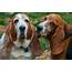 Basset Hound Names – The Ultimate List 50  Great Paws