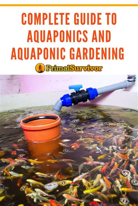 Best Aquaponics Fish To Plants Ratio Howtoaquaponic Artofit