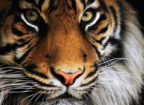 30 Most Beautiful Tiger Pictures That Will Inspire You