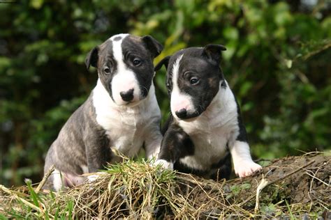 Available miniature and standard size english bulldog puppies for sale now. Miniature Bull Terrier - Pictures, Information ...