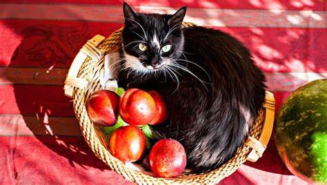 This is especially important for small dogs and dogs that struggle with weight control. Can Cats Eat Peaches? Are Peaches Safe For Cats | Cats ...