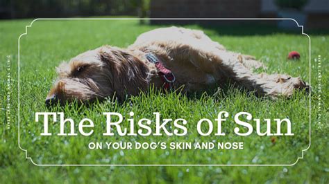 Can Dogs Get Sunburn Know The Risks Of Sun On Your Dogs Skin And Nose