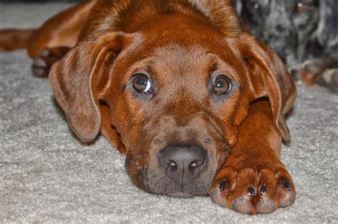 Redbone Coonhound Breed Guide Learn About The Redbone Coonhound