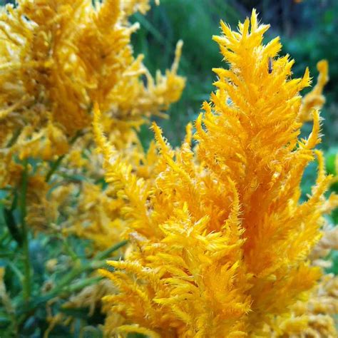 Maybe you would like to learn more about one of these? Woodflower Seed - Celosia Plumosa Nana Glitters Yellow ...