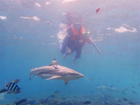 Now you've decided to go; Gambar Snorkeling Bersama Ikan Jerung Pulau Perhentian ...