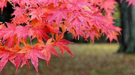 Japanese Red Maple An Autumn Staple • Arbor Day Blog