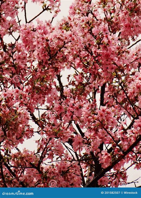 Vertical Low Angle Shot Of Cherry Blossom Stock Image Image Of
