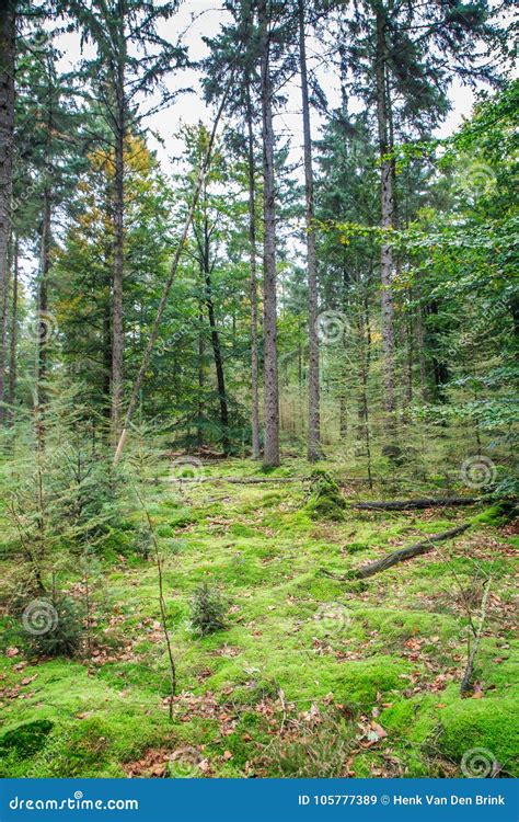 Pine Forest With Large Trees And Clearing Overgrown With Mosses Stock