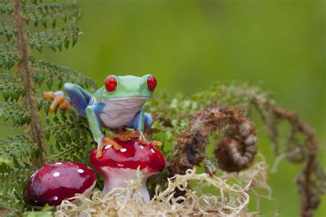 The Frog And Toadstools 2 By Angiwallace On Deviantart Frog Toadstool Funny Frogs