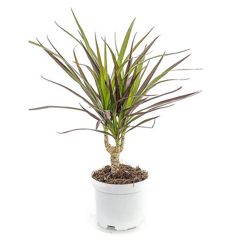 Уход за саженцем финиковой пальмы. Драцена (Dracaena) - растение из легенд: уход в домашних ...