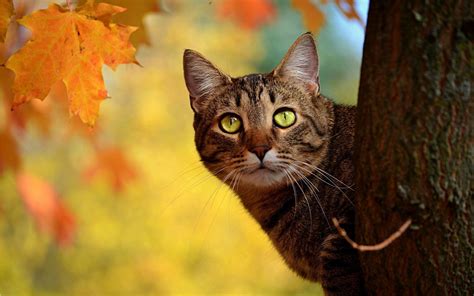 Autumn Cat Wallpapers 4k Hd Autumn Cat Backgrounds On Wallpaperbat