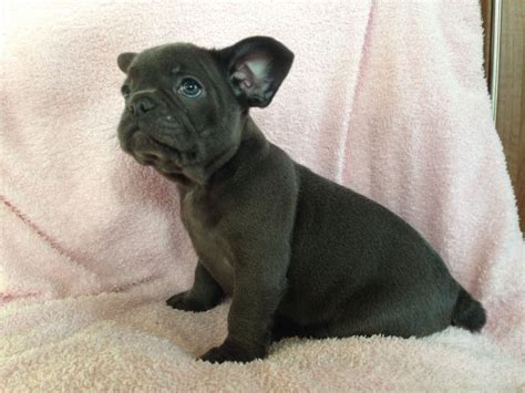 Their tiny size, rollicking perspective, and delicate temperament temperament : Affectionate Blue French Bulldog Puppies