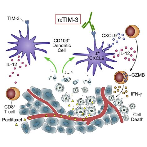 Tim 3 Regulates Cd103 Dendritic Cell Function And Response To