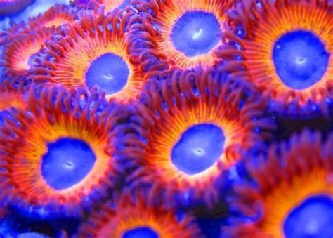 40 Best Images About Zoanthids Coral Reef Aquarium Saltwater Aquarium