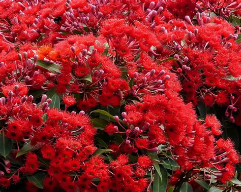 An enormous array of flowering colours are available. Top Ten Flowers to Plant in Your Garden to Attract Native ...