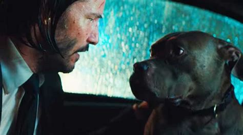 What Kind Of Dog Did John Wick Series Have Atractivopets