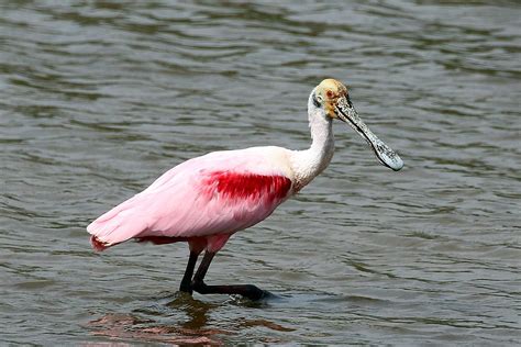 Roseate Spoonbill Wikipedia