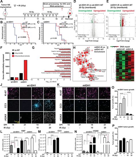 Idh1r132h Acts As A Tumor Suppressor In Glioma Via Epigenetic