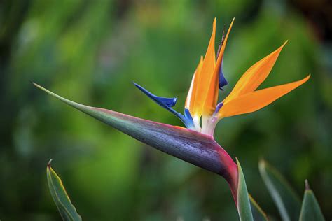 Bird Of Paradise Flower Photograph By Pierre Leclerc Photography Pixels