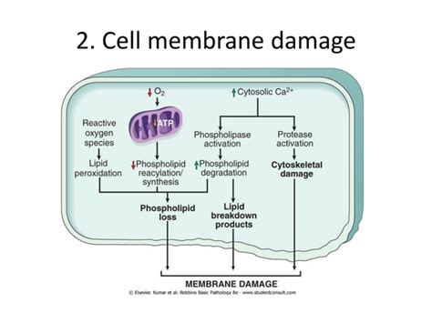 Mechanism Of Cell Injury Pathophysiology