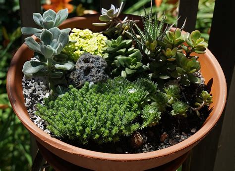 Top 6 Des Plantes Succulentes Pour De Jolies Compositions Dhiver