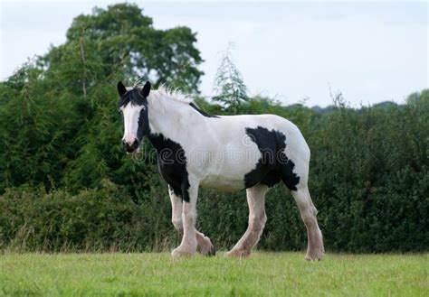 251 images gratuites de cheval blanc et noir. Cheval noir et blanc image stock. Image du blanc, cheval ...