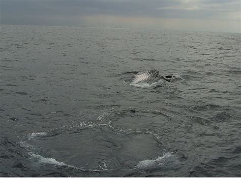 General description the humpback whale is a baleen whale and a rorqual whale that sings amazing songs. جمل البحر ... المعروف بالحوت الاحدب | المرسال