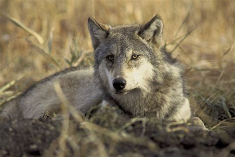 Western Slope Prepping For Wolves Aspen Journalism