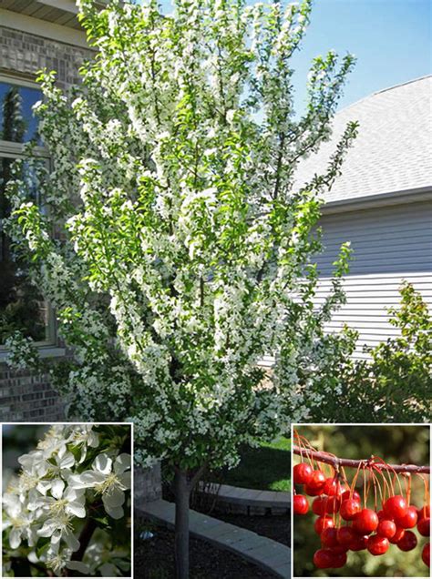 Red Jewel Crabapple — Affordable Trees