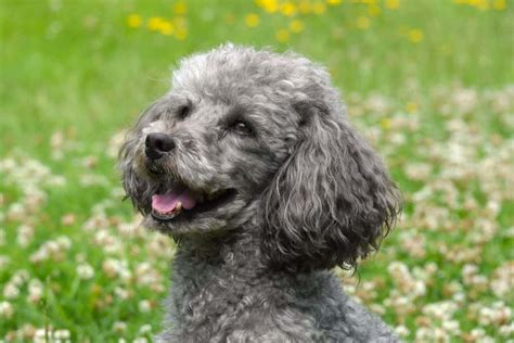 Poodle Dog Breed Characteristics Pictures Care
