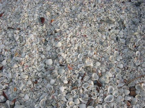 1366x768 Wallpaper White Seashells Peakpx