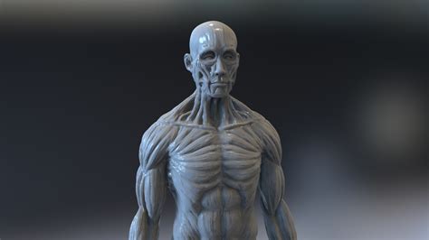 Full Body Muscle And Skeleton Anatomy 3d Model 29 Ztl Stl Obj