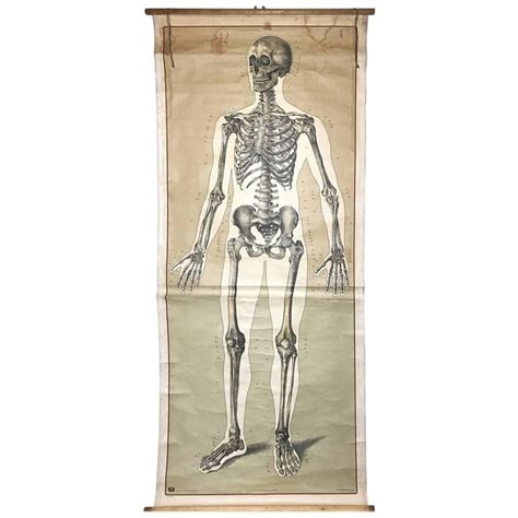 Vintage Anatomical Human Front Skeleton Structure Chart 1940s Germany