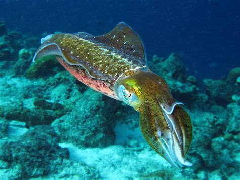 Rambling Jill Reef Squid