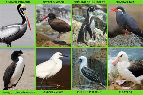 60 Animales De La Costa Nombres Listas Características Y Fotos