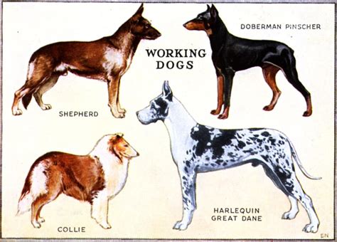 Working Group Working Dogs Working Dogs Breeds Dog Breeds Chart