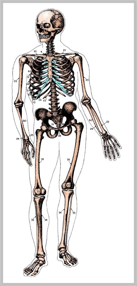 Unlabeled Human Skeleton Image Anatomy System Human Body Anatomy