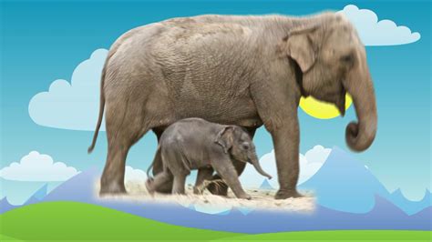 Belajar Mengenal Hewan Dan Suara Nya Untuk Anak Hewan Gajah Animasi
