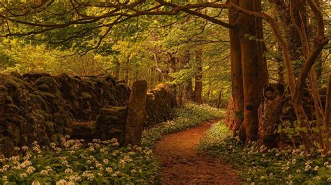 Wallpaper Id 131892 England Path Trees Flowers Plants Forest