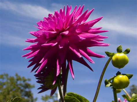 See us at the nw flower & garden show. Detour » Dahlia Sky