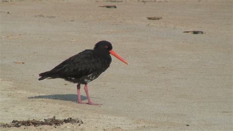 Black Birds With Red Beaks On The Beach Stock Footage Video 1882993