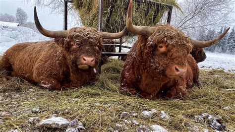 Scottish Highland Cattle In Finland Bulls 19th Of January 2021 Youtube