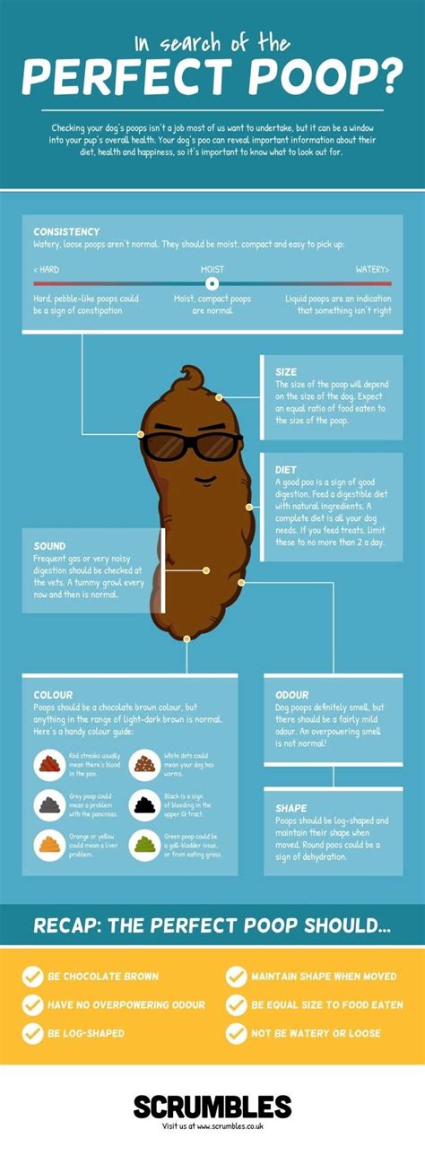 Healthy Dog Poop Chart In Search Of The Perfect Poop Infographic