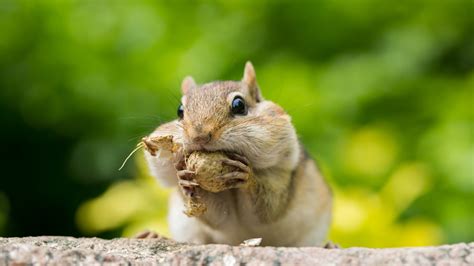 A Squirrels Guide To Success Chipmunk Showdown Nature Pbs