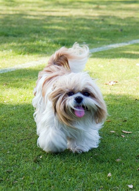 What one shih tzu likes, another may not. 10 questions sur le Shih Tzu ⋆ Emprunte Mon toutou