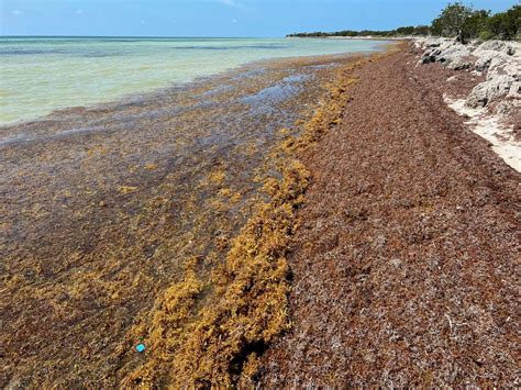 Flesh Eating Bacteria Found In Seaweed On Florida Beaches
