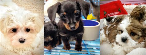 Our puppies all come from act. Tiny Tykes Puppies reviews | Pet Breeders at 2661 S Howell Ave - Milwaukee WI
