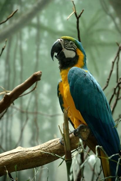 Blue And Yellow Macaw Free Stock Photo Public Domain